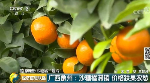 吃货注目 广西人常买的水果从10元一斤跌至1块6，背后原因令人意外